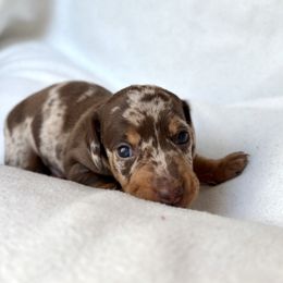 Dachshund Puppies from Weenie Bros