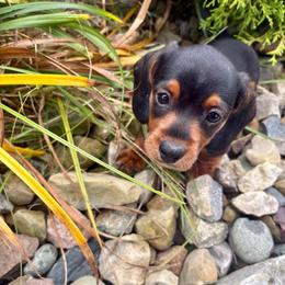 Heidi - Black and tan female Dachshund puppy in Utica, Ohio from Poodle Me Crazy