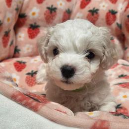 Boy 2 - White male Bichon Frise puppy in Freehold, New Jersey from Michael & Nataliya's Pups