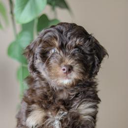 Koa - Red tri-color male Aussiedoodle puppy in Crete, Nebraska from Doodles & Co