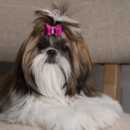 Shih Tzus from BethAsh Shih Tzu
