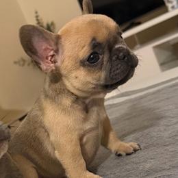 Bluefawn female - Blue fawn female French Bulldog puppy in Pennsylvania from R & C French Bulldogs