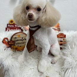 Bone - Cream male Poodle puppy in Chandler, Arizona from Fabi Poodle