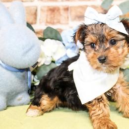 Poppy - Black and tan female Yorkshire Terrier puppy in Hugo, Oklahoma from Ann R.