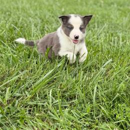 Clyde - Blue merle male Border Collie puppy in Owenton, Kentucky from Three16 Ranch