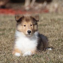Collie All Grown Up from Garlind Ridge Collies