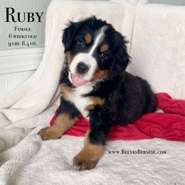 Girl 5 - Black rust and white Bernese Mountain Dog puppy in Lehi, Utah from Reeves Bernese
