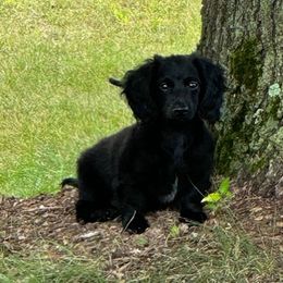 Oreo - Dachshund puppy from Doxie Acres