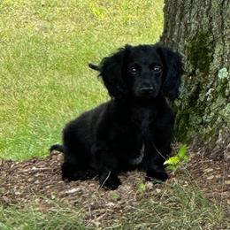 Oreo - Dachshund puppy from Doxie Acres
