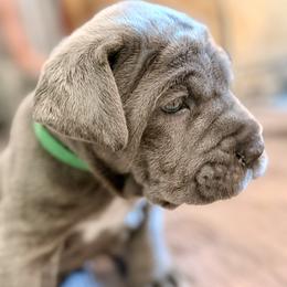 Green - Blue male Neapolitan Mastiff puppy in Ramona, California from San Diego Mastiff