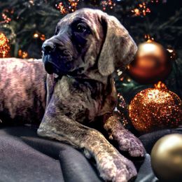Girl 2 - Brindle Great Dane puppy in Wisconsin from Starry Night Great Danes