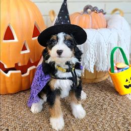 Maple - Tri-color female Bernedoodle puppy in Russell Springs, Kentucky from 270 Doodles