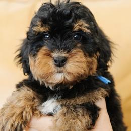 Male Mini Multigenerational Bernedoodle 'Slinky' Blue Collar - Phantom male Bernedoodle puppy in Kamas, Utah from A + E Farms