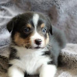 Raisin - Black and tan male Pembroke Welsh Corgi puppy in California City, California from PiffNPuffcorgis