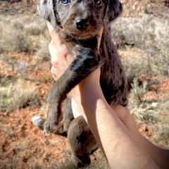 Aussiedoodle and Leopardoodle Puppies from A Puppy Crush