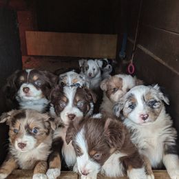 Australian Shepherd Puppies from Rockin' Aussies