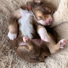 Chipotle-Full tail and blue eyes likely - Red tri-color male Australian Shepherd puppy in Penrose, Colorado from Best Friend Aussies