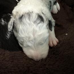 Border Collie Puppies from Roaring River Border Collies