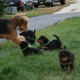 Airedale Terrier and Boxer Puppies from Roc Haven Airedales & Boxers