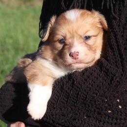 Juniper (Fluffy) - Sable merle and white female American Corgi puppy in Fayetteville, Arkansas from Intergalactic Corgis