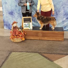 Bulldog, Miniature Pinscher, and Shetland Sheepdog Puppies from Smooch-A-Bulls English Bulldogs & M&M Shelties & Min Pin's