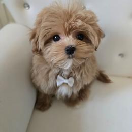 Bentley - Apricot male Maltipoo puppy in Washington from Mt.BakerPoodles&Doodles