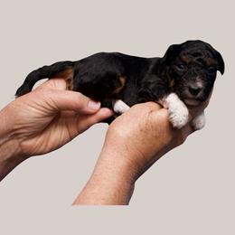 Pipi - Black phantom female Aussiedoodle puppy in Columbiaville, Michigan from Blue Eyes Aussies