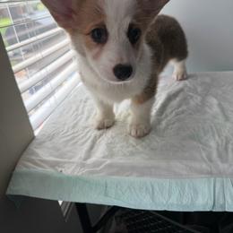 Sidney -Ready to go- - Red female Pembroke Welsh Corgi puppy in St Clair, Missouri from A Spot Of Blue Great Danes/ Marshland Corgis