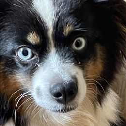Bernese Mountain Dogs and Miniature Australian Shepherds from 7 Hearts