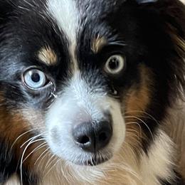 Bernese Mountain Dogs and Miniature Australian Shepherds from 7 Hearts