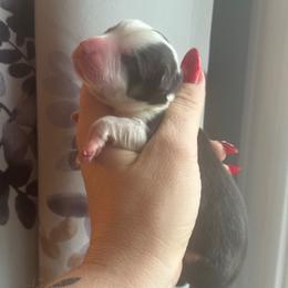 Duke - Sable male Pembroke Welsh Corgi puppy in East Oakdale, California from Rhettro Kennels