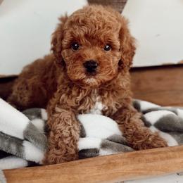 MBappe - Red male Cavapoo puppy in Mesa, Arizona from Pedersendoodles