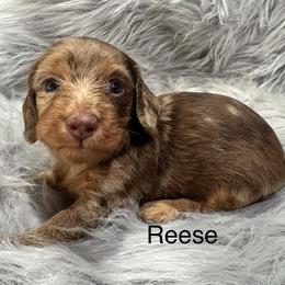 Reese - Dapple female Dachshund puppy in Cabool, Missouri from Dachshund's of Country Magic Farms in Missouri