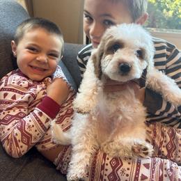 Labradoodle Puppies from California Double Doodles