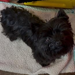 Precious - Yorkshire Terrier
