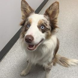 Border Collies from Coble Kennels