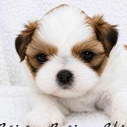 AKC Red & White Parti Male #2 - Red and white male Shih Tzu puppy in Las Vegas, Nevada from Beirin Breige Shih Tzus