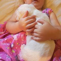 Clumber Spaniel and Irish Red and White Setter Puppies from NyaStar & Chequamegon