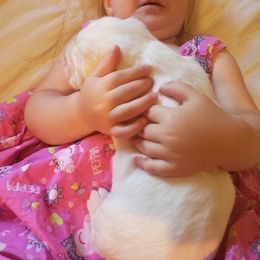 Clumber Spaniel and Irish Red and White Setter Puppies from NyaStar & Chequamegon