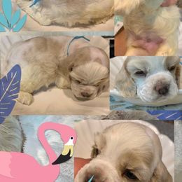 Cocker Spaniel Puppies from Richards' Cocker Kennel