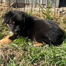 Blanch - Black tri female Toy Australian Shepherd puppy in Nocona, Texas from Rafter O Toy Aussies and Mini Heelers