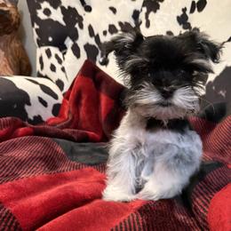 Miniature Schnauzer puppies from R&T Tx Mini Schnauzers