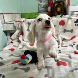 Pink - Piebald female Dachshund puppy in Cumby, Texas from Dog Daze Ranch