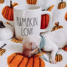 “Randy” Travis - Cream Goldendoodle puppy in Pine Bluff, Arkansas from Maizey Jane’s Doodles