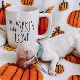 “Randy” Travis - Cream Goldendoodle puppy in Pine Bluff, Arkansas from Maizey Jane’s Doodles