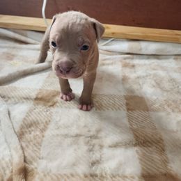 Boy 3 - Fawn American Pit Bull Terrier puppy in Glen Burnie, Maryland from Blue Antics