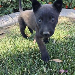 Dutch Shepherd Puppies from C’los Belgian/dutch shepherds