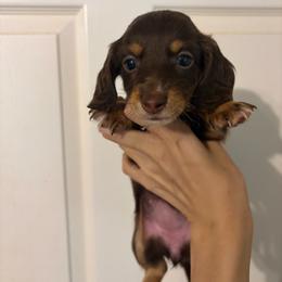 Riveria - Chocolate and tan female Dachshund puppy in Conroe, Texas from R&M Dachshunds