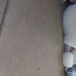 Poodles from Andmarc Poodles