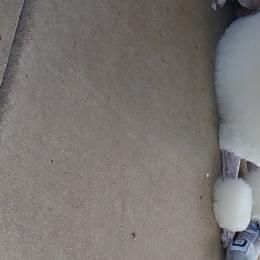 Poodles from Andmarc Poodles